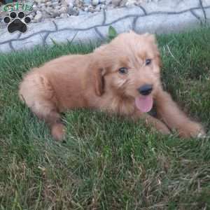 Biscuit, Mini Goldendoodle Puppy